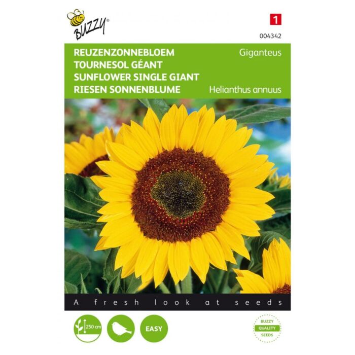 Buzzy® Helianthus, Reuzenzonnebloem Giganteus Buzzy® Helianthus, Reuzenzonnebloem Giganteus