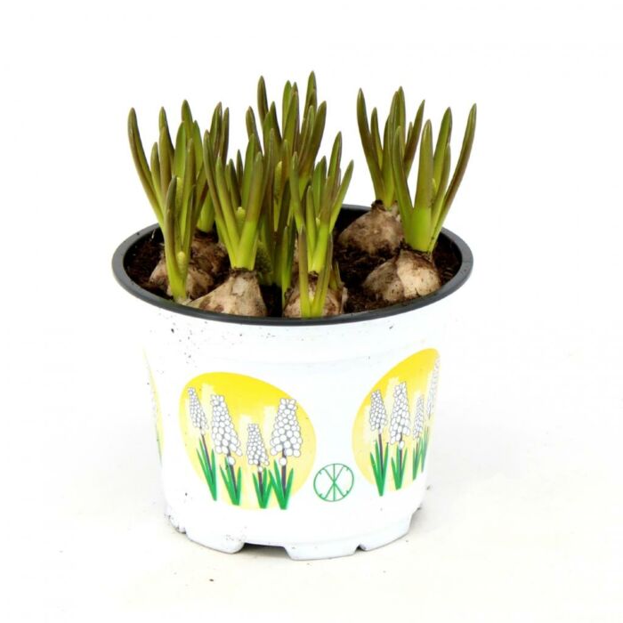 Muscari White Magic Muscari White Magic