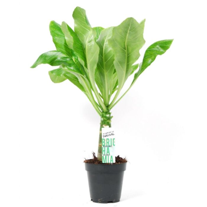 Brighamia insignis Hawaii Palm Brighamia insignis Hawaii Palm