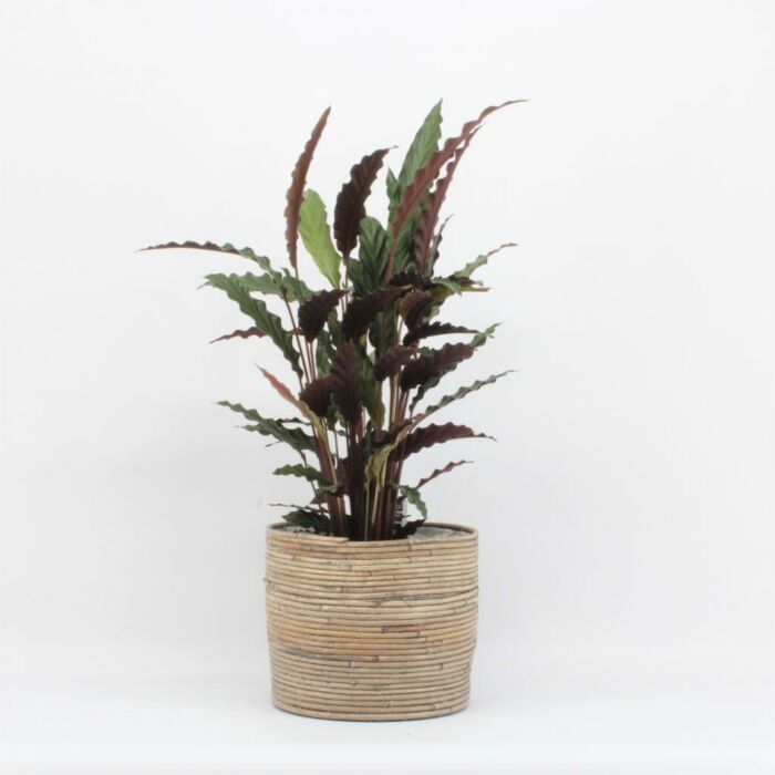 Calathea Wavestar Calathea Wavestar