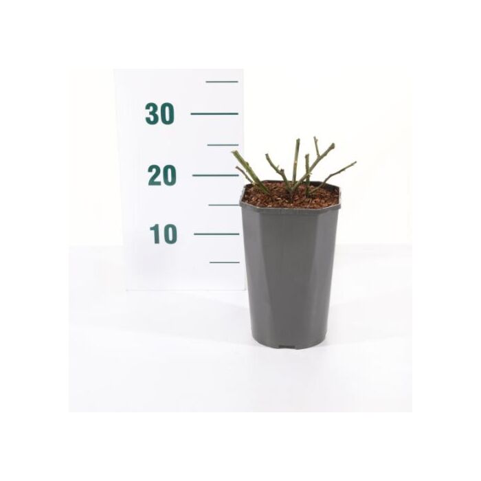 Rosa 'Orange Meilove'®