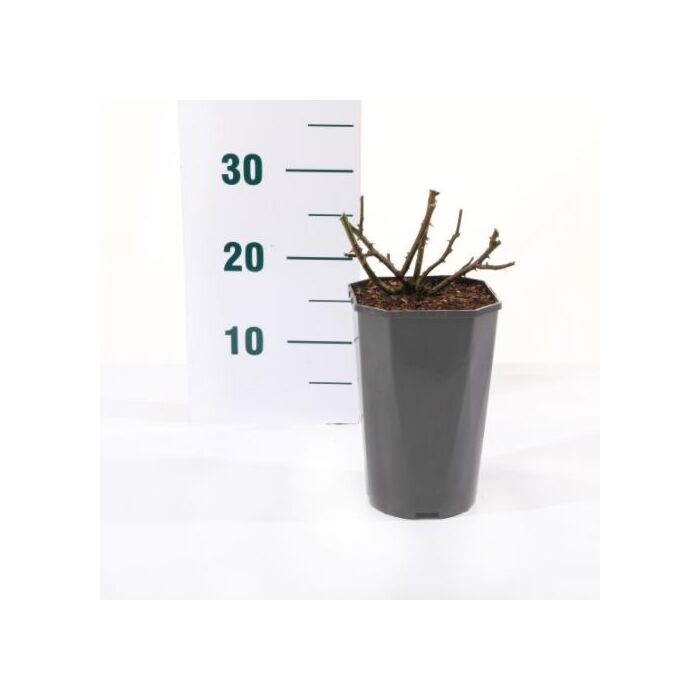 Rosa 'Red Leonardo da Vinci'®