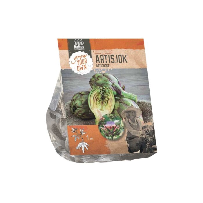 Artischocke pro 1
