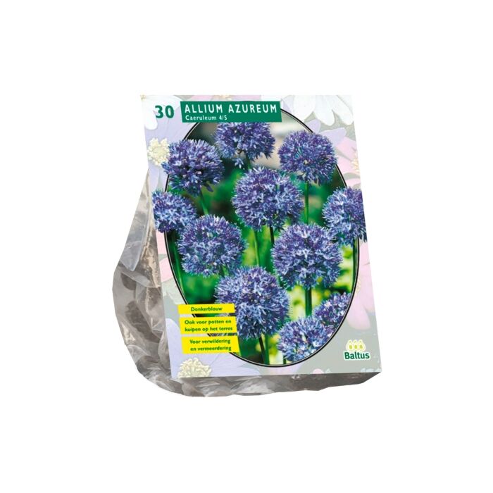 Allium Caeruleum Azureum pro 30