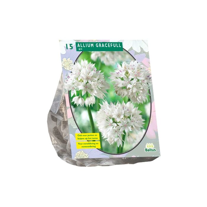 Allium Gracefull pro 15 Allium Gracefull pro 15