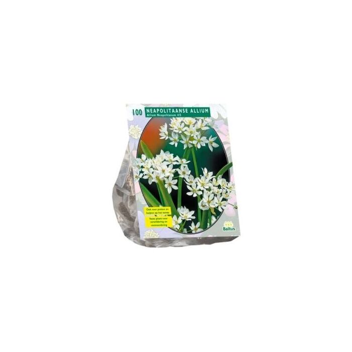 Allium Neapolitanum pro 100