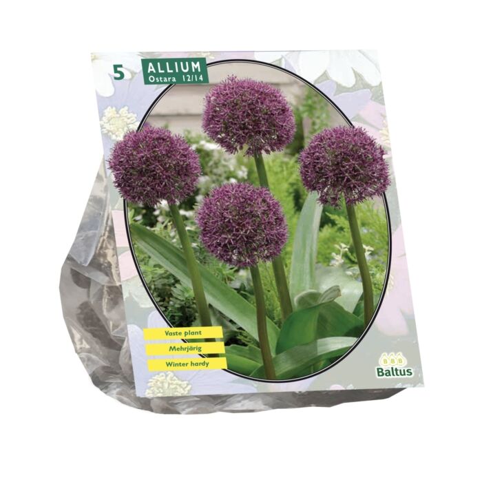 Allium Ostara pro 5 Allium Ostara pro 5