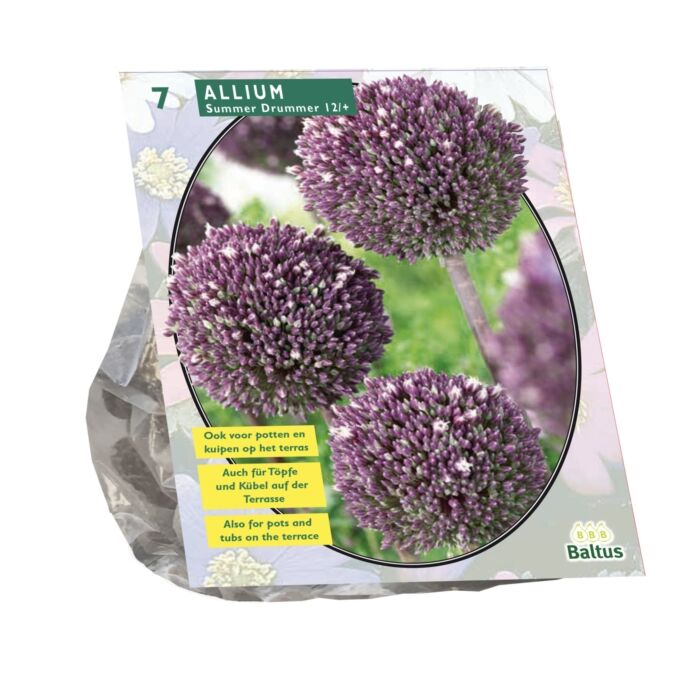 Allium Summer Drummer von 7 Allium Summer Drummer von 7