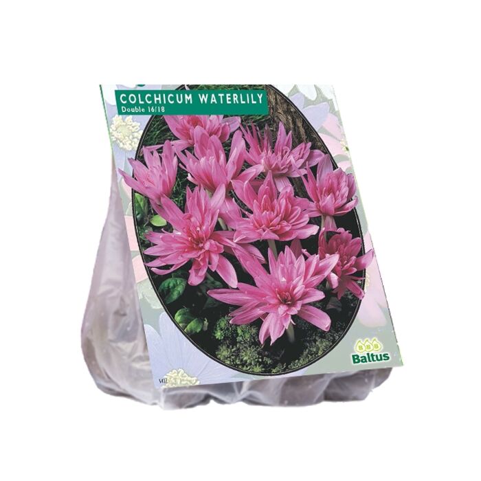 Colchicum-Seerose (Herbst Bl) pro 2