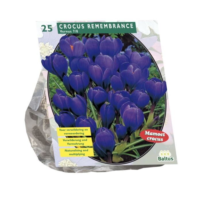 Krokus großblumig, blau pro 25