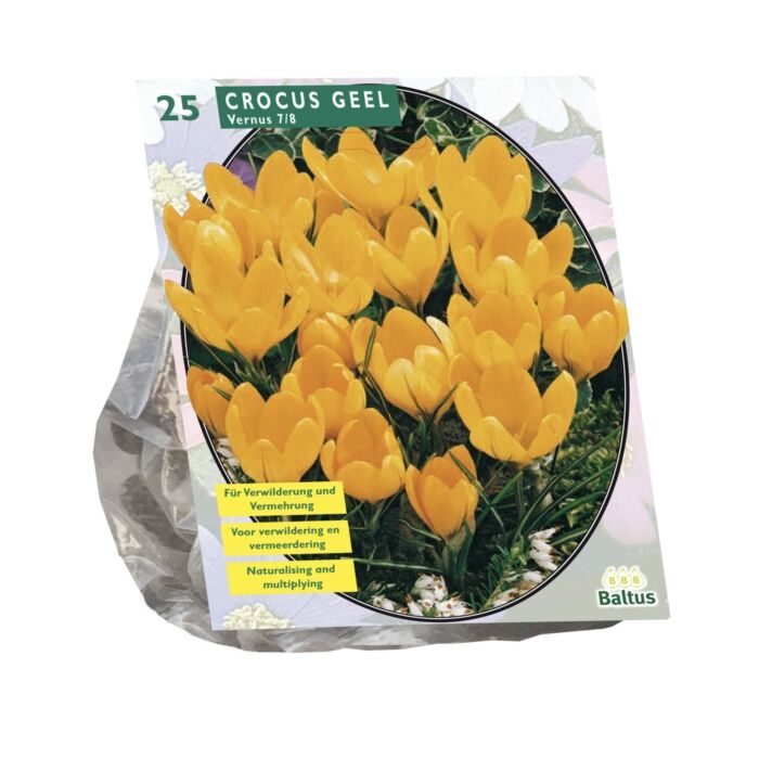 Krokus großblumig, gelb pro 25