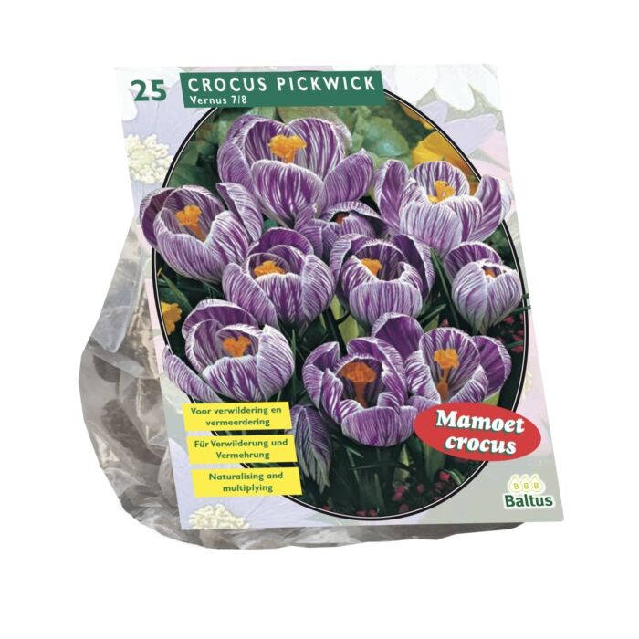 Krokus großblumig, gestreift pro 25 Krokus großblumig, gestreift pro 25