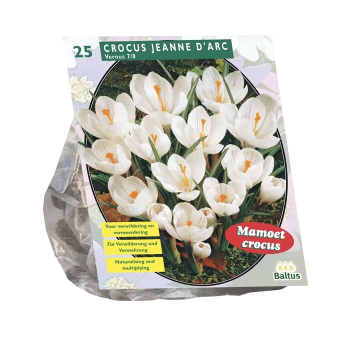 Krokus großblumig, weiß pro 25