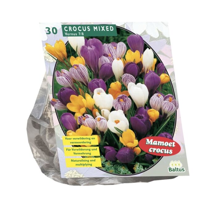 Krokus großblumig, Mischung pro 30 Krokus großblumig, Mischung pro 30