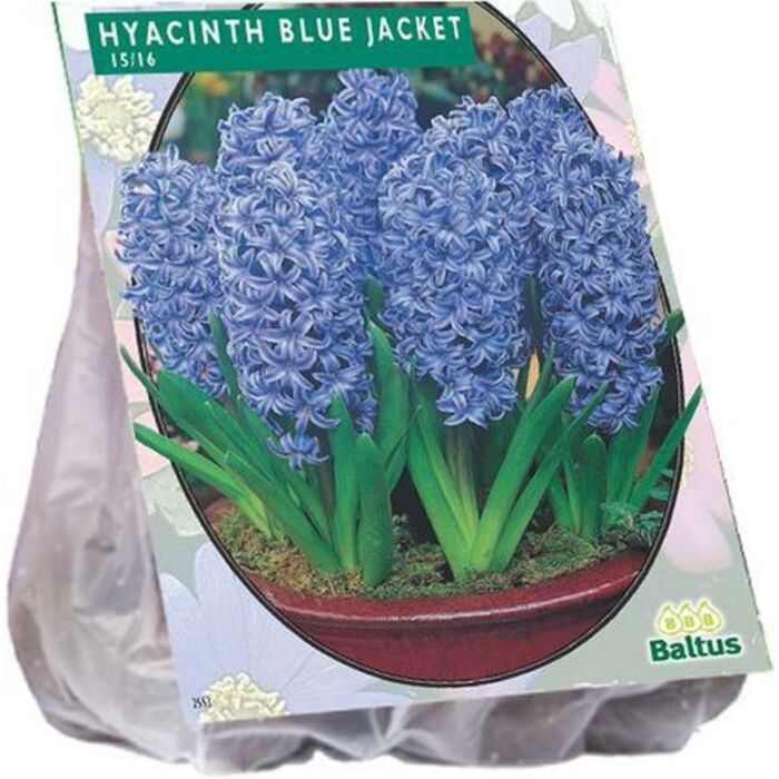Hyazinthenblaue Jacke pro 10