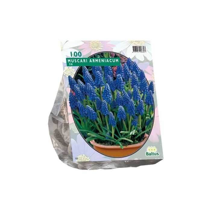 Muscari Armeniacum pro 100 Muscari Armeniacum pro 100