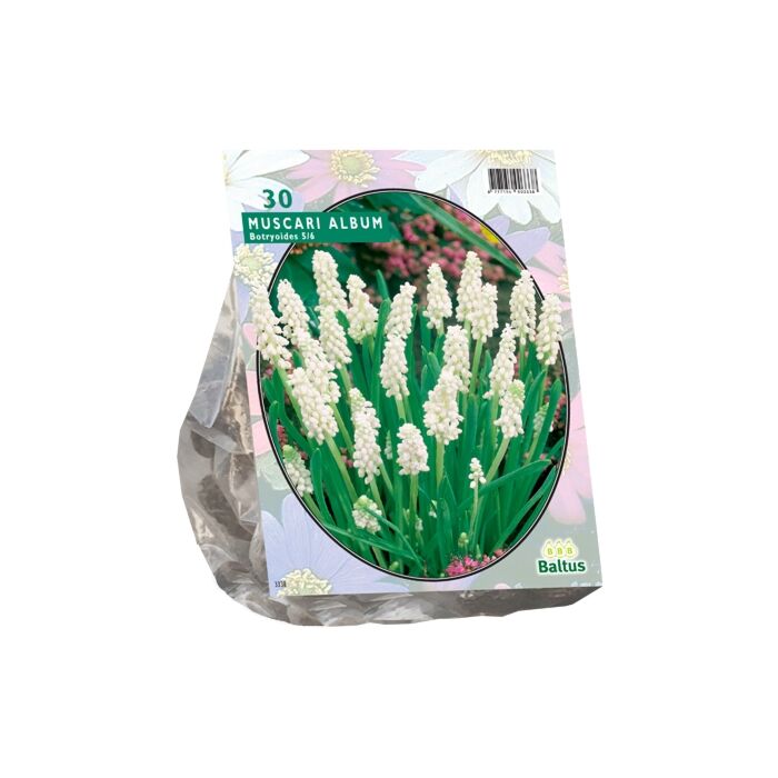 Muscari Botryoides Album pro 30 Muscari Botryoides Album pro 30