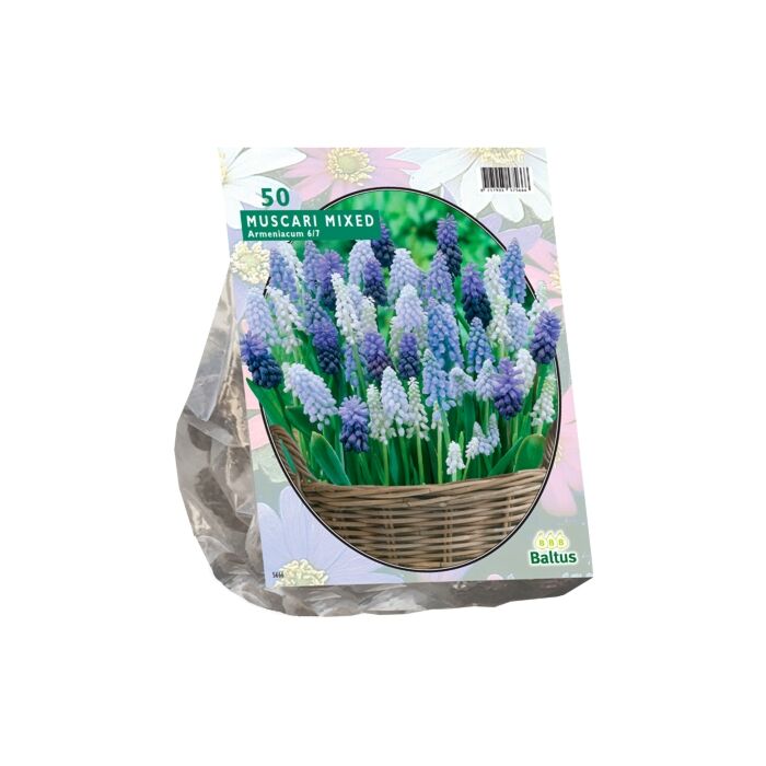 Muscari-Mix pro 50 Muscari-Mix pro 50
