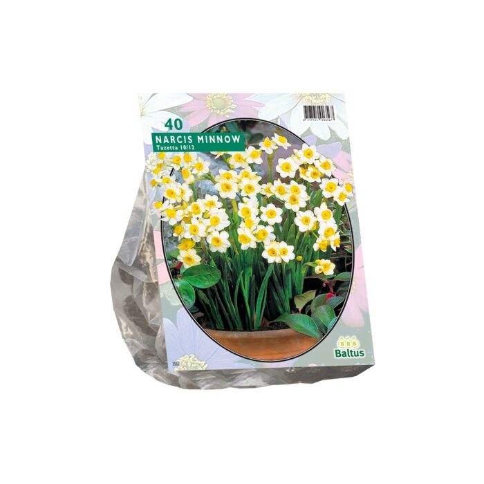 Narzisse Mini Minnow pro 40