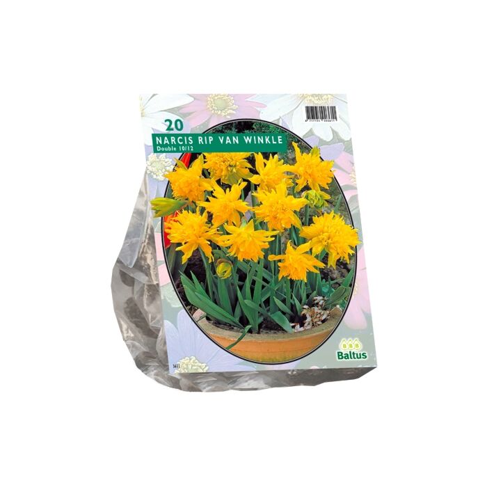 Narzisse Mini Rip van Winkle pro 20