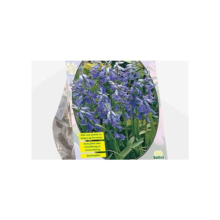 Scilla Nutans Endymion non Scripta pro 15