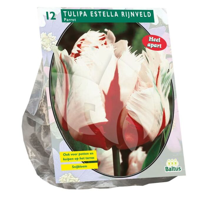 Tulipa estella rijnveld 12st Tulipa estella rijnveld 12st