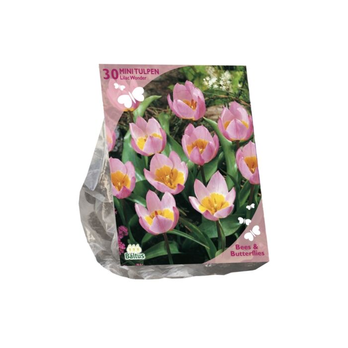 Bienen & Schmetterlinge – Tulipa Bakari Lilac Wonder pro 30 Bienen & Schmetterlinge – Tulipa Bakari Lilac Wonder pro 30