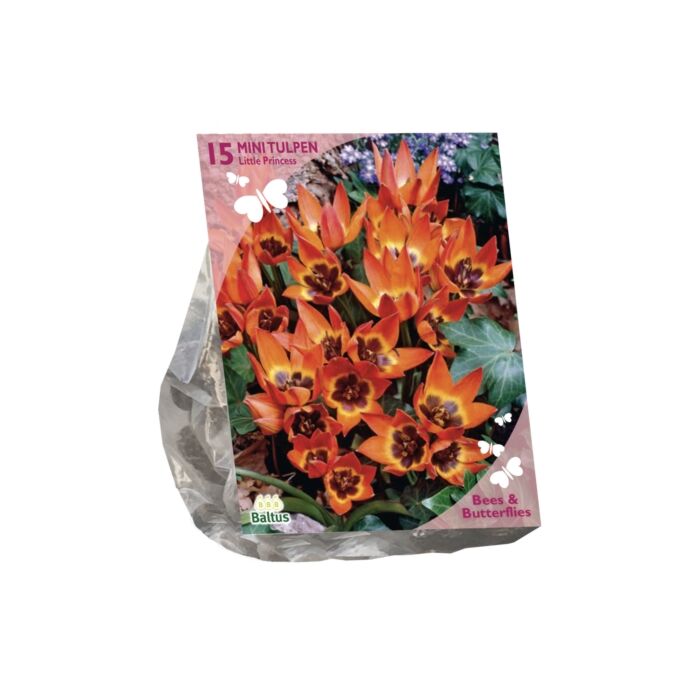 Bienen & Schmetterlinge – Tulipa Little Princess pro 15 Bienen & Schmetterlinge – Tulipa Little Princess pro 15