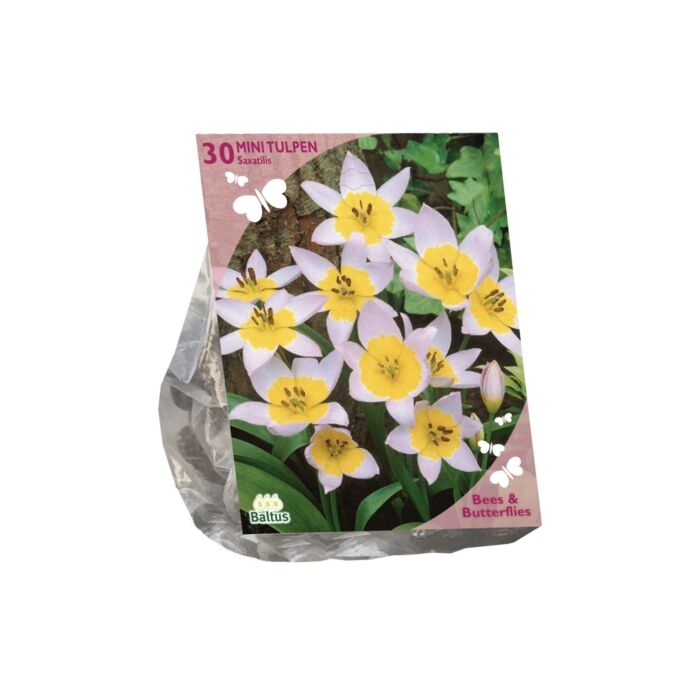 Bienen und Schmetterlinge – Tulipa Saxatilis pro 30 Bienen und Schmetterlinge – Tulipa Saxatilis pro 30