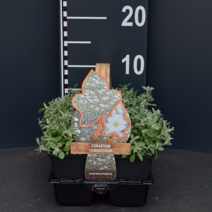 Filziges Hornkraut - Cerastium tomentosum Filziges Hornkraut - Cerastium tomentosum