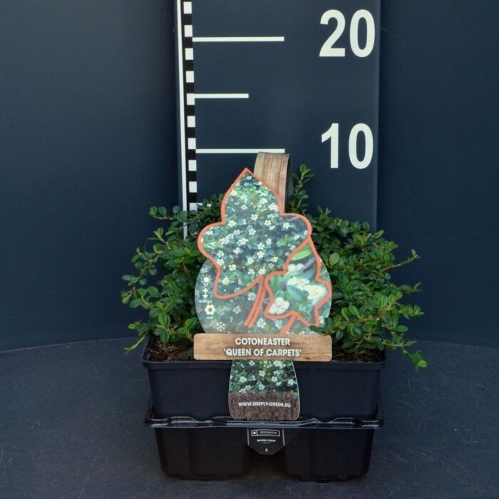 Teppichmispel - Cotoneaster 'Queen of Carpet' 4-pack