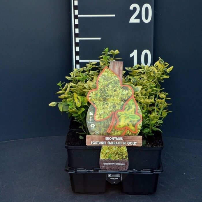 Spindelstrauch - Euonymus fortunei 'Emerald 'n Gold' 4-pack