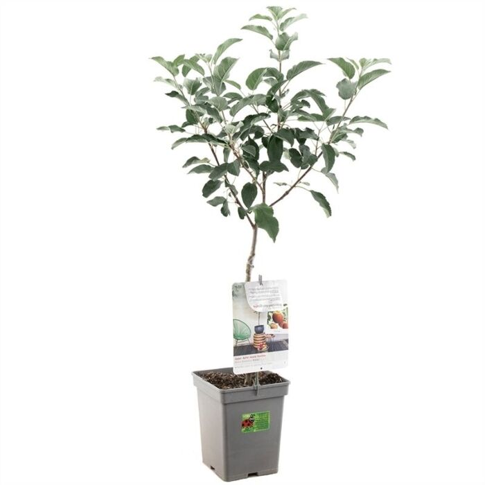 Herbstapfel Elstar - Malus domestica 'Elstar'