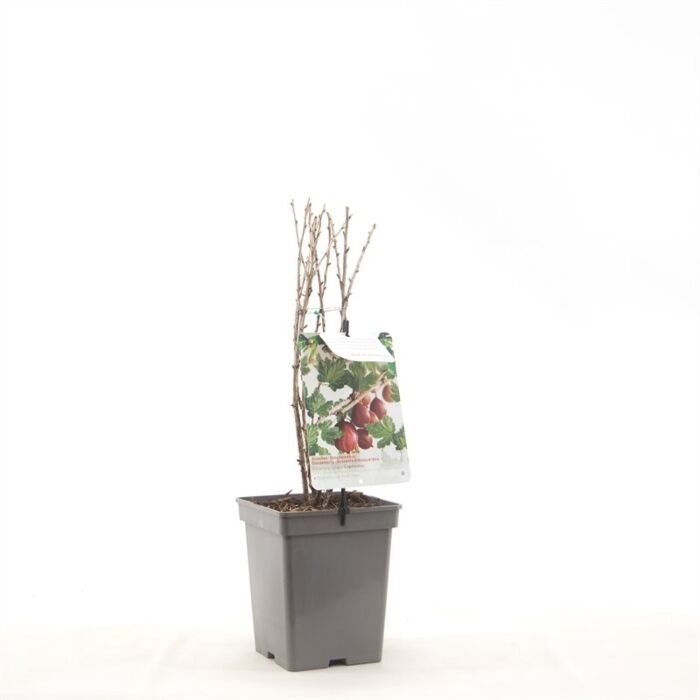 Stachelbeere - Ribes 'Captivator'