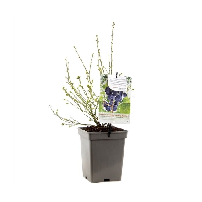 Blaue heidelbeere - Vaccinium corymbosum Hortblue Petit