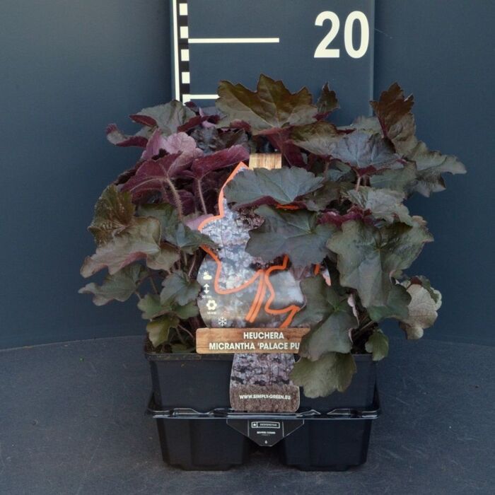 Purpurglöckchen - Heuchera mic. 'Palace purple'