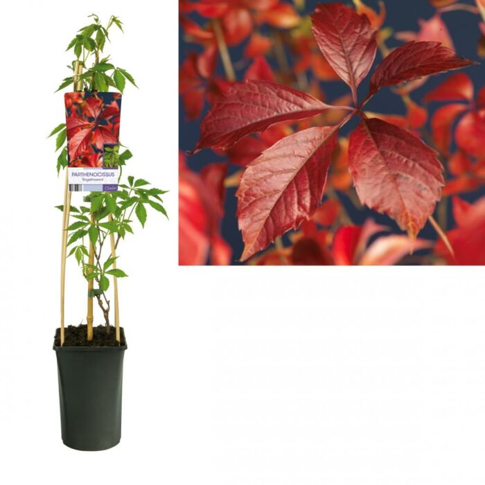 Wilder Wein - Parthenocissus engelmannii