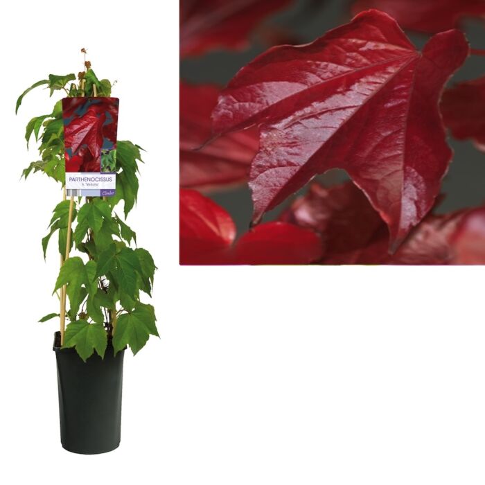 WIlder Wein - Parthenocissus tricuspidata 'Veitchii'