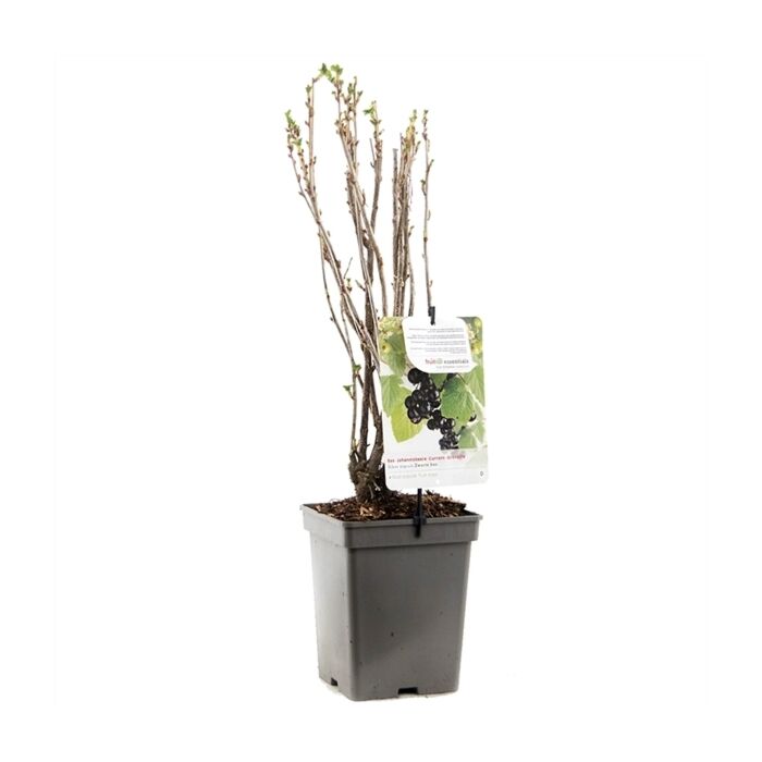 schwarze Beere - Ribes nigrum Titania 'schwarze Beere' 18 cm schwarze Beere - Ribes nigrum Titania 'schwarze Beere' 18 cm