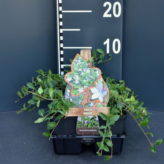 Immergrün - Vinca minor 4-pack