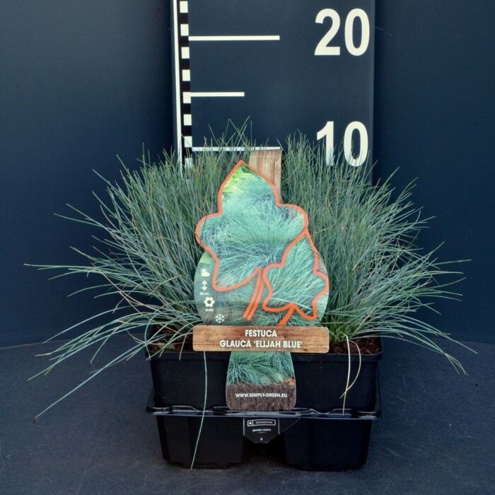 Blauschwingel - Festuca Glauca 'Elijah Blue'
