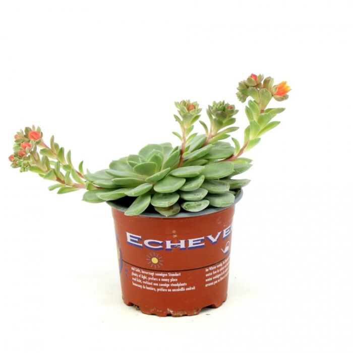 Echeveria Echeveria