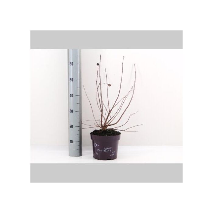 Cephalanthus occ. 'Fiber Optics'®