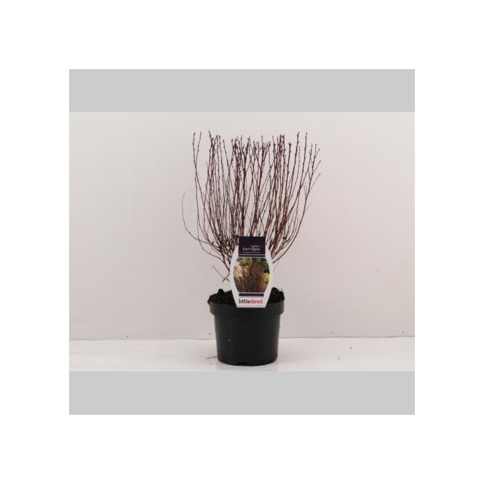Physocarpus op. 'Little Devil'® Physocarpus op. 'Little Devil'®