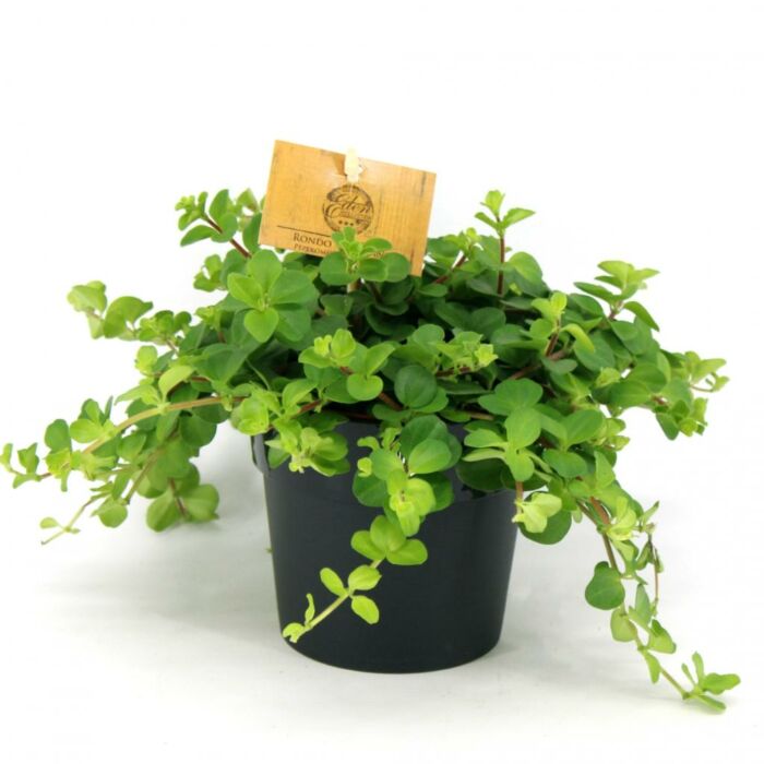 Zwergpfeffer - Peperomia rotundifolia