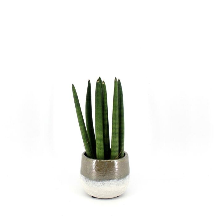 Sansevieria Straight