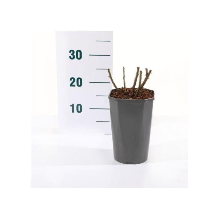 Rosa 'Rose de Rescht'