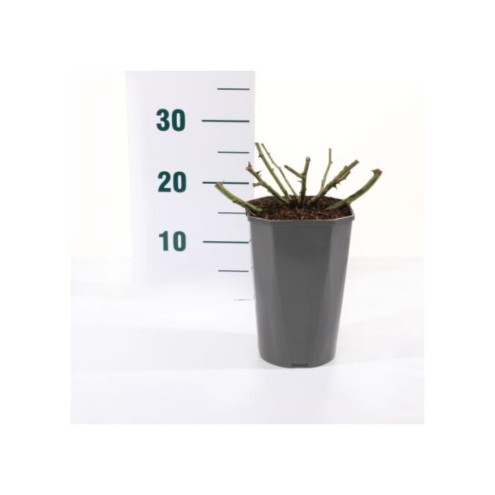 rosa 'White Meilove'®