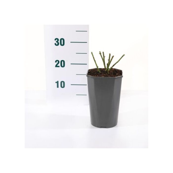 Rosa 'Yellow' Meilove'®