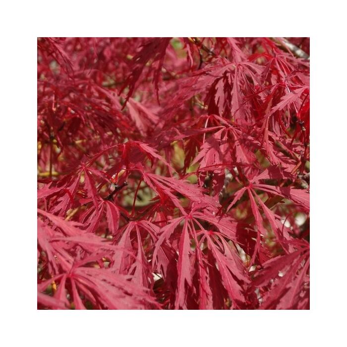 Japanischer Ahorn - Acer palmatum Atropurpureum Japanischer Ahorn - Acer palmatum Atropurpureum